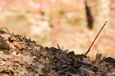 last year's old autumn leaves have fallen and lie on the groundの写真素材