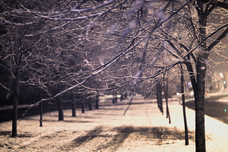 Trees covered in snow at night city street