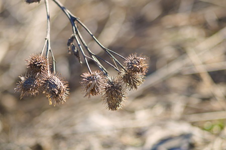 Spring von nature. Dried flowers on the background of the forest.の写真素材