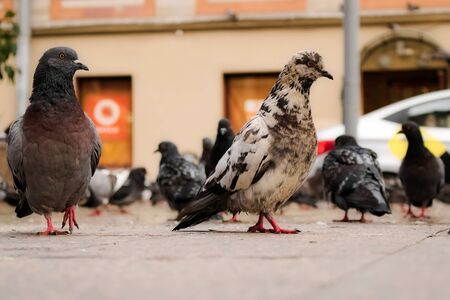 Pigeons walk on the granite bars in the city against the background of houses. City birds.の写真素材