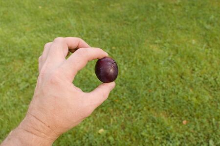 A male hand holds in his fingers a purple garden plum against the background of a green lawn. Harvesting autumn fruit harvest.の写真素材
