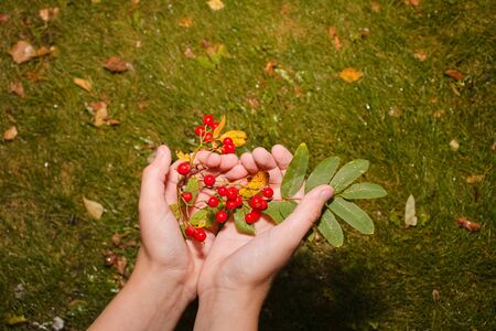 A ripe red bunch of mountain ash lies ripped in childrens palms on a background of green lawn. Harvest medicinal plants in the fall. Healthy, natural nutritionの写真素材