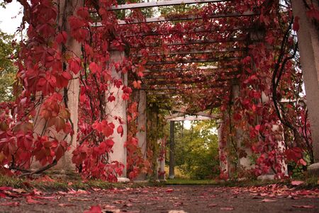 Natural background Red leaves on vines of decorative grapes entwining an open street arbor over a dirt path. A beautiful place to relax in nature on a weekend in the fall.の写真素材