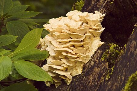 White woody mushrooms grow on a stovil tree surrounded by green foliage. Mushrooms in the wild. Background close-up.の写真素材