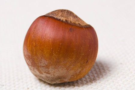 macro Helezel shellnut on tablecloth