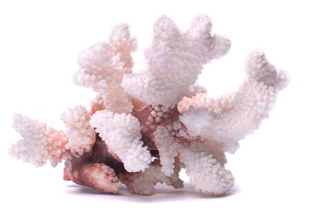 Branched marine white and pink natural coral isolated on white backgroundの写真素材