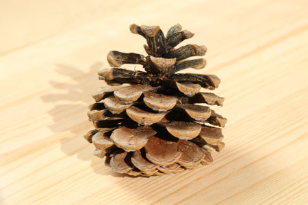 Naturally deformed Pine cone without seeds on wood desck