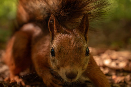 Red squirrel close-up on a forest background