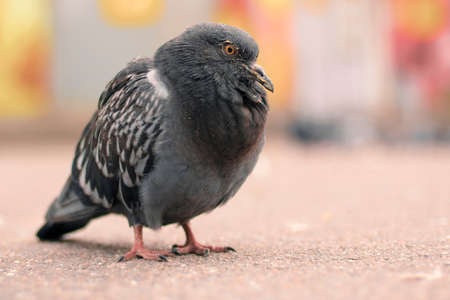 The city pigeon sits on the asfalt close upの写真素材