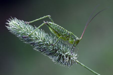 Green grasshopper on a green bent in green backgroundの写真素材