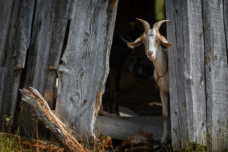Nubian goat hide in the shadow and interested looking to usの写真素材