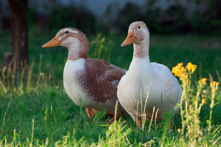 Two ducks late eveningの写真素材
