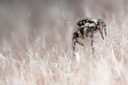 Funny little spider on a synthetic furの写真素材