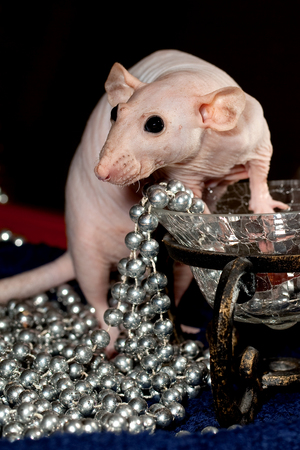 Hairless rat and necklaceの写真素材