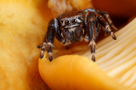 Spider on the orange Chanterelle mushroom macro shotの写真素材