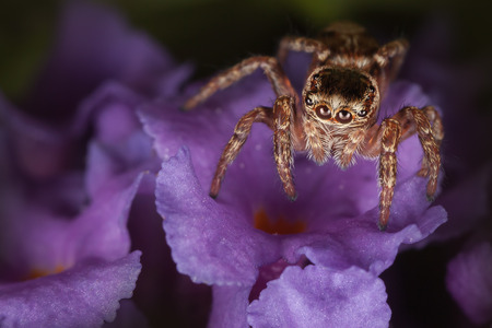 Jumping spider on the purple flowerの写真素材