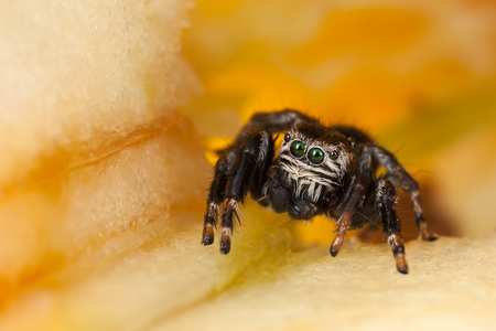 Jumping spider on a chopped appleの写真素材