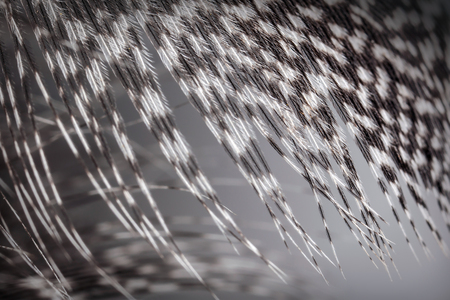 Grey nice plumage texture closeの写真素材