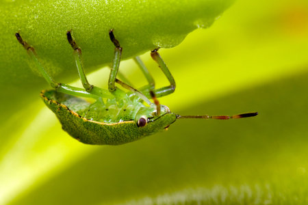 Green shield bug on butterworts