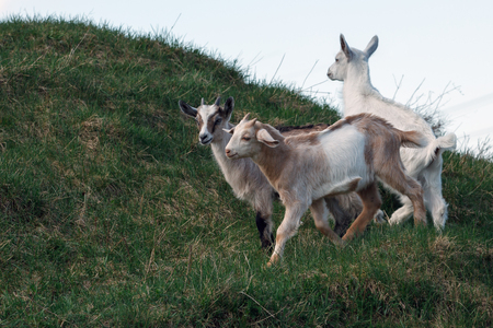 Three young goatlings playing on the hillの写真素材