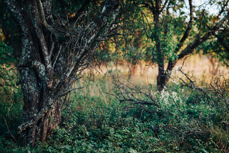 Scary, chaotic, garden with old lichen tree and dry branches on the groundの写真素材
