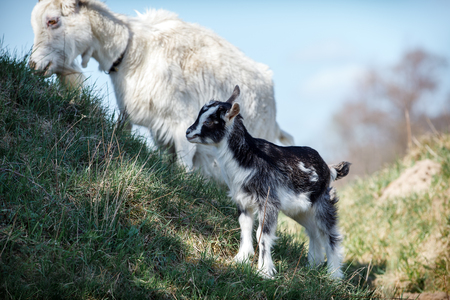 White goat and its little black and white goatling eats grass on the hillの写真素材