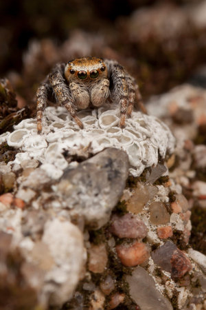 Jumping spider in white lichens