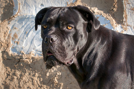 Cane Corso dog near a plastered wallの写真素材