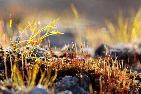 Beautiful and colorful moss sprout early springの写真素材
