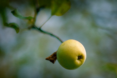The last autumn apple hangs on a branch, painted in the watercolor textured paperの写真素材