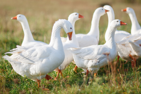 Lots of nice white gooses grazing on the meadow at noon, and looking for foodの写真素材