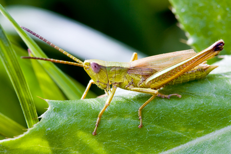Locust with big antennasの写真素材