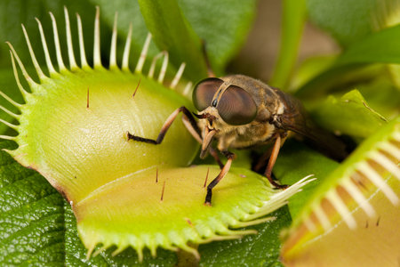 Horse-fly and open flytrap