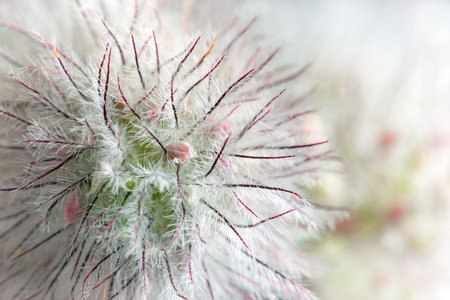 Geum rivale, the water avens, is a flowering plant of the family Rosaceae