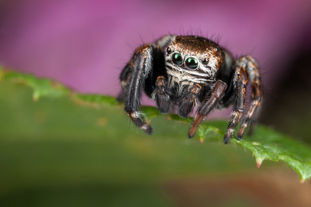 Jumping spider on the leafの写真素材