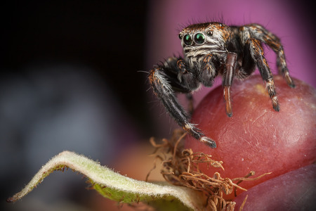 Jumping spider & Blackberryの写真素材