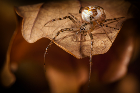 Spider with a white cocoon walks on the autumn leaf and looks downの写真素材