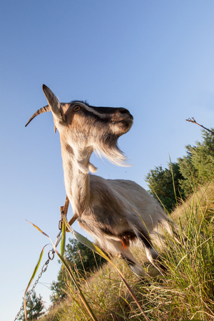 She-goat in the meadowの写真素材