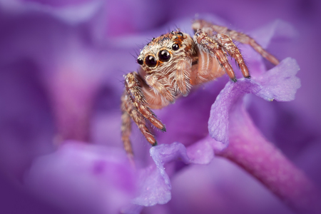 Jumping spider on the purple flowerの写真素材