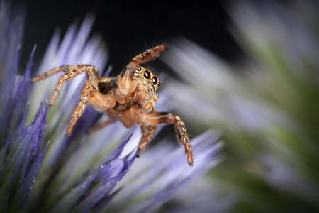 Jumping spider on the blue Sea holly flowerの写真素材
