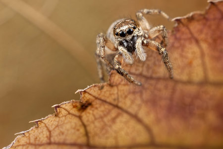 Jumping spider on transparent leaf