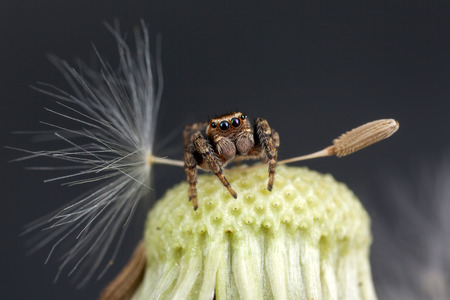 Jumping spider and fluffyの写真素材