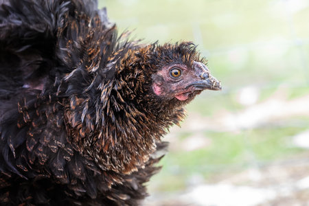 Stubby and bristling young rooster