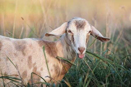 Brown goat eats green grassの写真素材