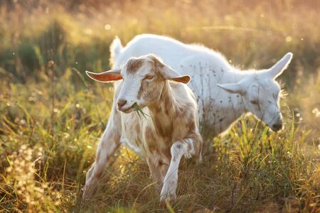 Tywo brown and white little goatling is on a golden meadowの写真素材
