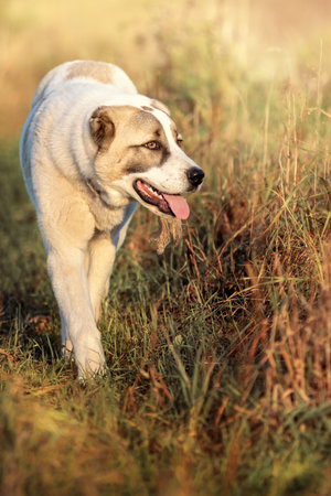 Vertical portrait of Asian Shepherd dog with tongue out