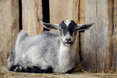 Gray goatling lies on the ground by the barn arbor made from old boards.の写真素材