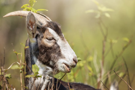Wonderful portrait of a goat, shy closes his eyes and enjoys a beautiful spring. Light green blurred...