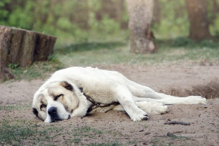 A lonesome dog is sleeping and tied to a chain next to rural yard. Dog is rescued from poor living...