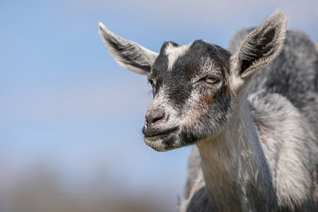 Wisdom goat looking around against the blue sky background.